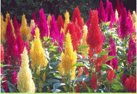 /album/galleria-foto-commenti/fiori-2-gif/